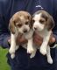 Beagle Puppies for sale in Del Rio, TX 78840, USA. price: NA