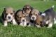 Beagle Puppies for sale in St. Louis, MO, USA. price: NA