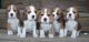 Beagle Puppies for sale in New Orleans, LA, USA. price: NA