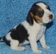 Beagle Puppies for sale in Lakewood, CO, USA. price: NA