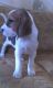Beagle Puppies for sale in Birmingham, AL, USA. price: NA