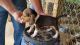 Beagle Puppies for sale in Morganton, NC 28655, USA. price: NA