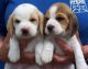 Beagle Puppies for sale in Milwaukee, WI, USA. price: NA