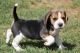 Beagle Puppies for sale in Thornton, CO, USA. price: NA
