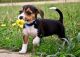 Beagle Puppies for sale in McAllen, TX, USA. price: NA