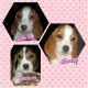 Beagle Puppies for sale in San Antonio, TX, USA. price: $350