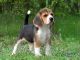 Beagle Puppies for sale in Anaheim, CA, USA. price: $500
