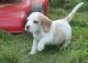 Beagle Puppies for sale in Baywood-Los Osos, CA 93402, USA. price: NA