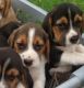 Beagle Puppies for sale in St. Petersburg, FL, USA. price: NA