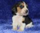 Beagle Puppies for sale in San Diego, CA, USA. price: NA