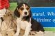 Beagle Puppies for sale in Orange, CA, USA. price: $450