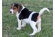 Beagle Puppies for sale in Birmingham, AL, USA. price: NA
