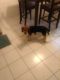Beagle Puppies for sale in Sterling Heights, MI, USA. price: NA
