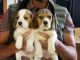 Beagle Puppies for sale in Chicago Private, Ottawa, ON K2A 3G9, Canada. price: NA