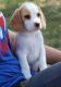 Beagle Puppies for sale in Ballston Center, Ballston, NY 12019, USA. price: NA