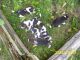 Beagle Puppies for sale in Edgerton, OH 43517, USA. price: NA