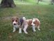 Beagle Puppies for sale in Winchester, IL 62694, USA. price: NA