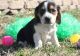 Beagle Puppies for sale in Bradenton, FL 34209, USA. price: NA