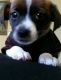 Beagle Puppies for sale in Lawrenceville, GA, USA. price: NA