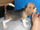 Beagle Puppies for sale in Bacoor, Cavite, Philippines. price: 14000 PHP