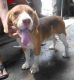 Beagle Puppies for sale in Bacoor, Cavite, Philippines. price: NA