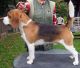 Beagle Puppies for sale in Wilmington, DE, USA. price: NA