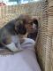 Beagle Puppies for sale in Missiouri CC, Elsberry, MO 63343, USA. price: NA