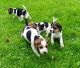 Beagle Puppies for sale in Des Moines, IA, USA. price: NA