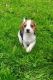 Beagle Puppies for sale in Minnesota St, St Paul, MN 55101, USA. price: NA