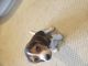 Beagle Puppies for sale in Massachusetts Ave, Boston, MA, USA. price: NA