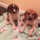 Beagle Puppies for sale in Citronelle, AL 36522, USA. price: NA