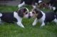 Beagle Puppies for sale in United States of America, Douala, Cameroon. price: 250 XAF