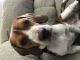 Beagle Puppies for sale in Davenport, FL 33837, USA. price: NA
