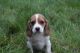 Beagle Puppies for sale in Waco, TX, USA. price: NA