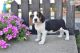 Beagle Puppies for sale in Alberta Ave, Staten Island, NY 10314, USA. price: NA