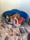 Beagle Puppies for sale in Phoenix, AZ, USA. price: NA