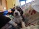 Beagle Puppies for sale in New York, IA 50238, USA. price: NA