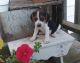 Beagle Puppies for sale in Warren, OH, USA. price: NA