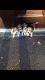 Beagle Puppies for sale in Norwalk, CA, USA. price: NA