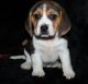Beagle Puppies for sale in Aliso Viejo, CA, USA. price: NA