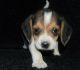 Beagle Puppies for sale in Detroit, MI, USA. price: $200