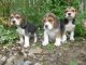 Beagle Puppies for sale in Lake Trail Dr, Kenner, LA 70065, USA. price: NA