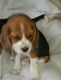 Beagle Puppies for sale in Lobelville, TN 37097, USA. price: NA