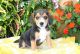 Beagle Puppies for sale in Washington Ave, Cleveland, OH 44113, USA. price: NA
