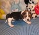 Beagle Puppies for sale in Garden City, KS 67846, USA. price: NA