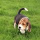Beagle Puppies for sale in Lobelville, TN 37097, USA. price: $300