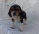 Beagle Puppies for sale in Bastrop, TX 78602, USA. price: NA