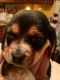 Beagle Puppies for sale in Colorado Blvd, Denver, CO, USA. price: NA