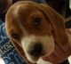 Beagle Puppies for sale in Florida Ave, Miami, FL 33133, USA. price: NA