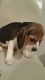 Beagle Puppies for sale in NC-54, Burlington, NC 27215, USA. price: NA
